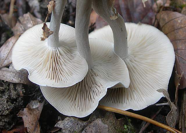 Clitocybe sp.